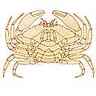 Anatomie d'un crabe